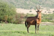 red_hartebeest